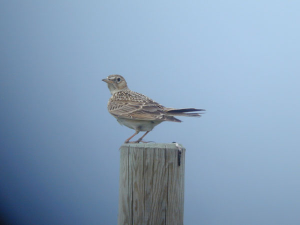 Sånglärka (Alauda arvensis) Eurasian Skylark 