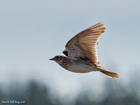 Snglrka (Alauda arvensis) Eurasian Skylark