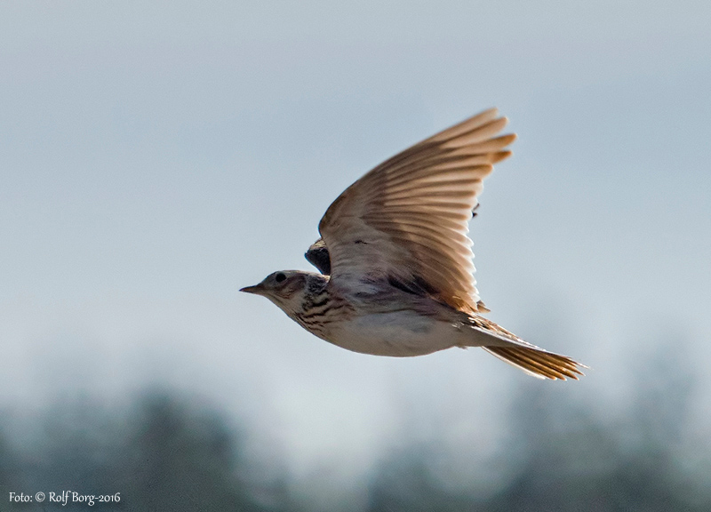 Sånglärka (Alauda arvensis) Eurasian Skylark 