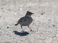 Snglrka (Alauda arvensis) Eurasian Skylark