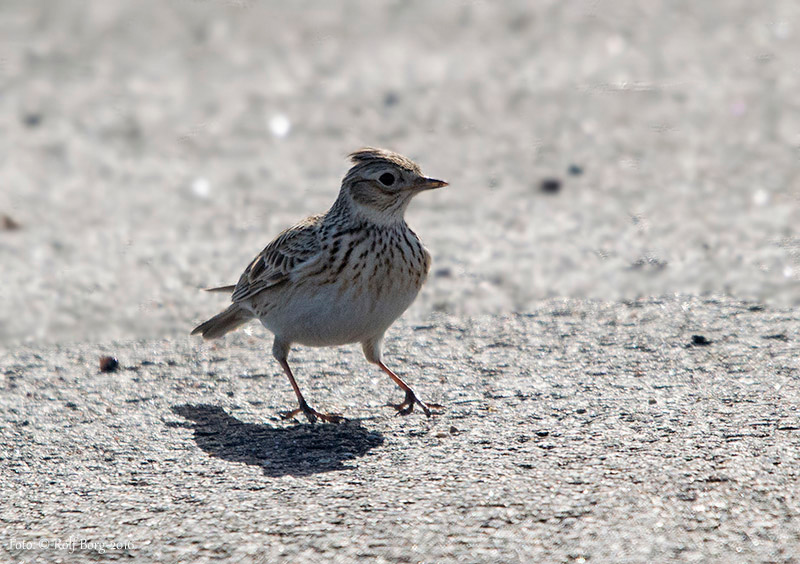 Sånglärka (Alauda arvensis) Eurasian Skylark 