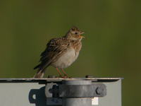 Snglrka (Alauda arvensis) Eurasian Skylark