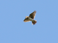 Snglrka (Alauda arvensis) Eurasian Skylark