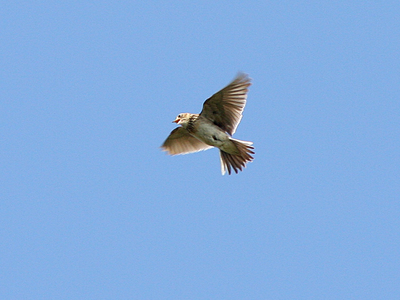 Sånglärka (Alauda arvensis) Eurasian Skylark 