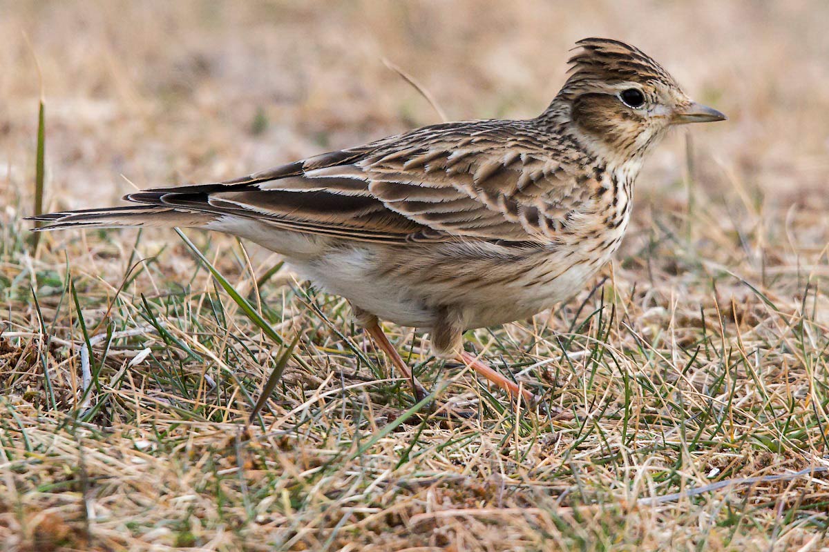 Sånglärka (Alauda arvensis) Eurasian Skylark 