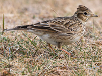 Snglrka (Alauda arvensis) Eurasian Skylark