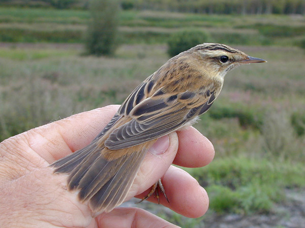 Sävsångare (Acrocephalus schoenobaenus) Sedge Warbler