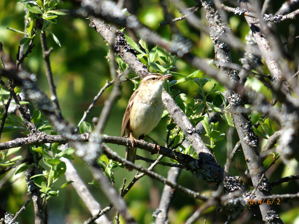 Sävsångare (Acrocephalus schoenobaenus) Sedge Warbler