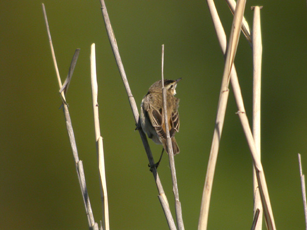 Sävsångare (Acrocephalus schoenobaenus) Sedge Warbler