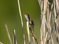 Svsngare (Acrocephalus schoenobaenus) Sedge Warbler