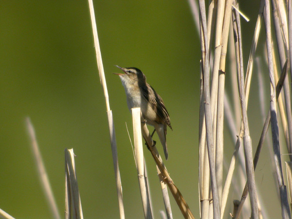 Sävsångare (Acrocephalus schoenobaenus) Sedge Warbler