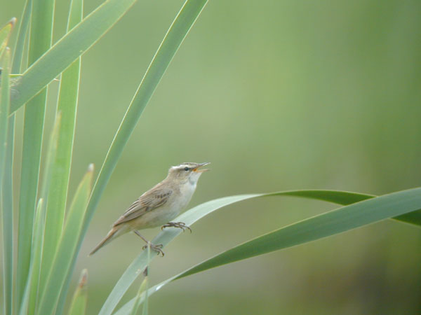 Sävsångare (Acrocephalus schoenobaenus) Sedge Warbler