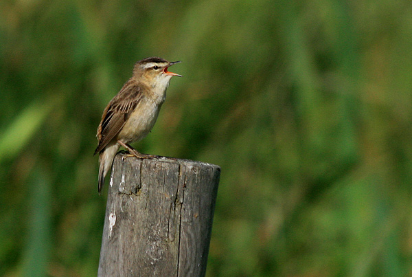 Sävsångare (Acrocephalus schoenobaenus) Sedge Warbler