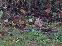 Sibirisk jrnsparv (Prunella montanella) Siberian Accentor 