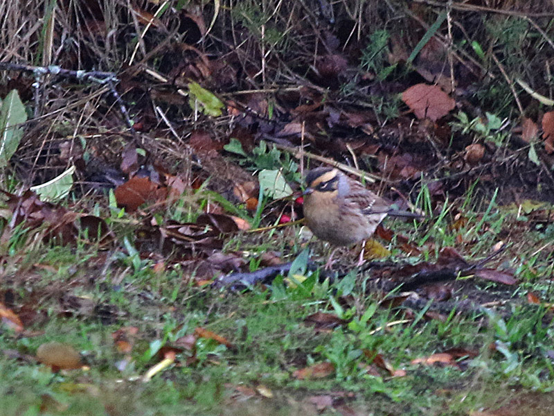 Sibirisk järnsparv (Prunella montanella) Siberian Accentor 