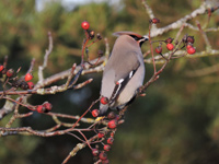 Sidensvans (Bombycilla garrulus) Bohemian Waxwing