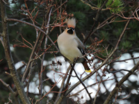 Sidensvans (Bombycilla garrulus) Bohemian Waxwing