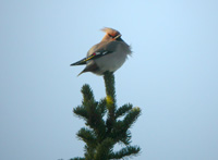 Sidensvans (Bombycilla garrulus) Bohemian Waxwing