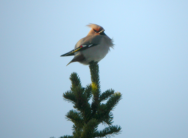 Sidensvans (Bombycilla garrulus) Bohemian Waxwing