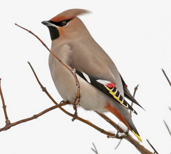 Sidensvans (Bombycilla garrulus) Bohemian Waxwing