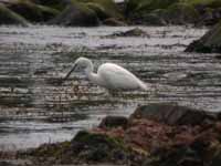 Silkeshger (Egretta garzetta) Little Egret