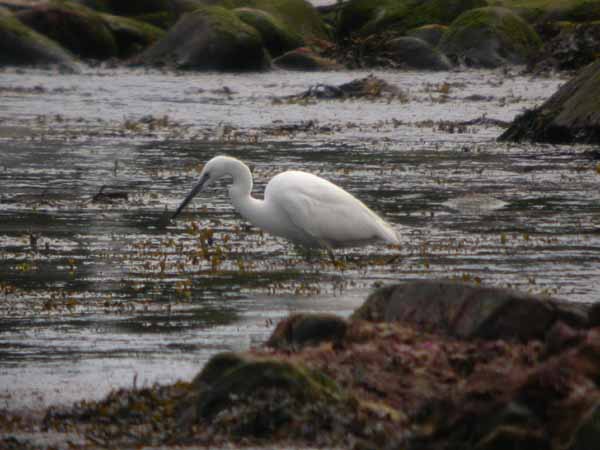 Silkeshäger (Egretta garzetta) Little Egret