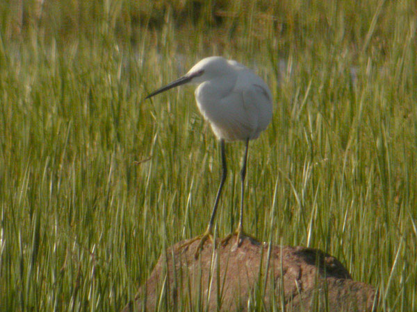 Silkeshäger (Egretta garzetta) Little Egret