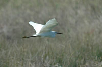 Silkeshger (Egretta garzetta) Little Egret