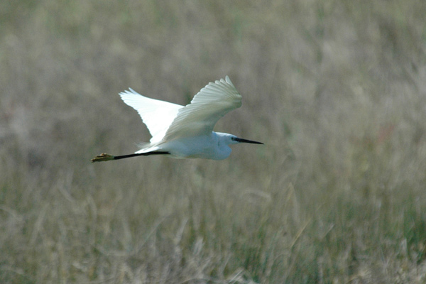 Silkeshäger (Egretta garzetta) Little Egret