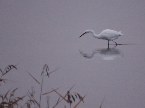 Silkeshäger (Egretta garzetta) Little Egret