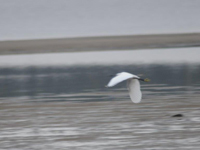 Silkeshger (Egretta garzetta) Little Egret