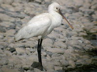 Skedstork (Platalea leucorodia) Eurasian Spoonbill