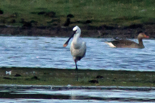 Skedstork (Platalea leucorodia) Eurasian Spoonbill