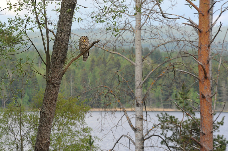 Slaguggla (Strix uralensis) Ural Owl 