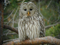 Slaguggla (Strix uralensis) Ural Owl 