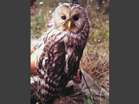 Slaguggla (Strix uralensis) Ural Owl 