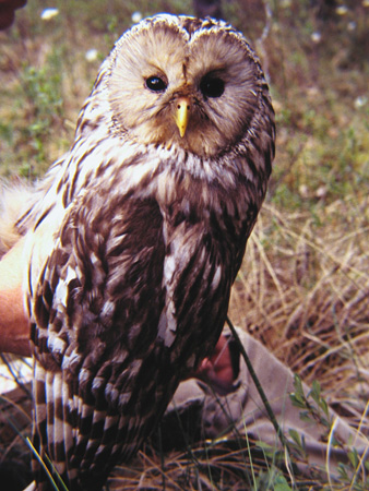 Slaguggla (Strix uralensis) Ural Owl 