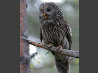 Slaguggla (Strix uralensis) Ural Owl 