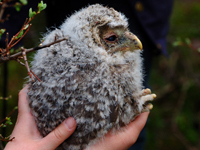 Slaguggla (Strix uralensis) Ural Owl 