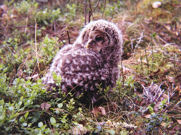 Slaguggla (Strix uralensis) Ural Owl 