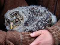 Slaguggla (Strix uralensis) Ural Owl 