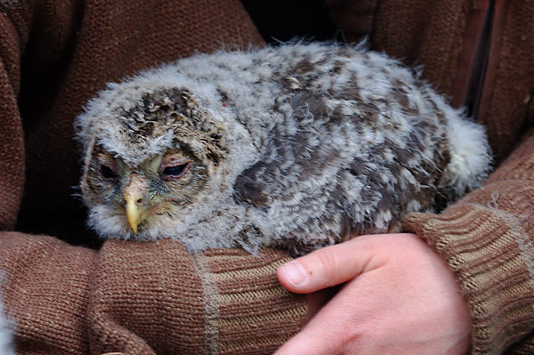 Slaguggla (Strix uralensis) Ural Owl 