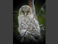 Slaguggla (Strix uralensis) Ural Owl 