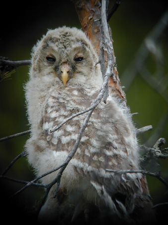 Slaguggla (Strix uralensis) Ural Owl 