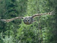 Slaguggla (Strix uralensis) Ural Owl 