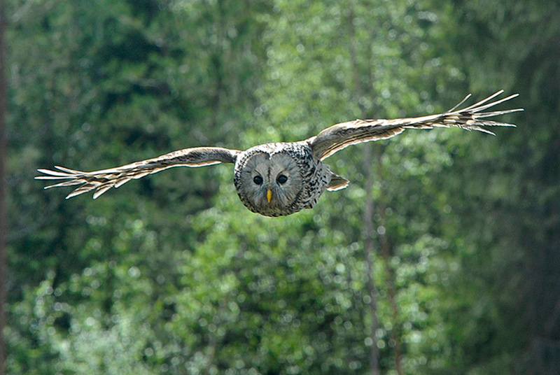 Slaguggla (Strix uralensis) Ural Owl 