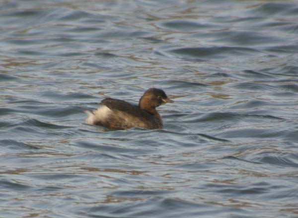 Smådopping (Tachybaptus ruficollis) Little Grebe