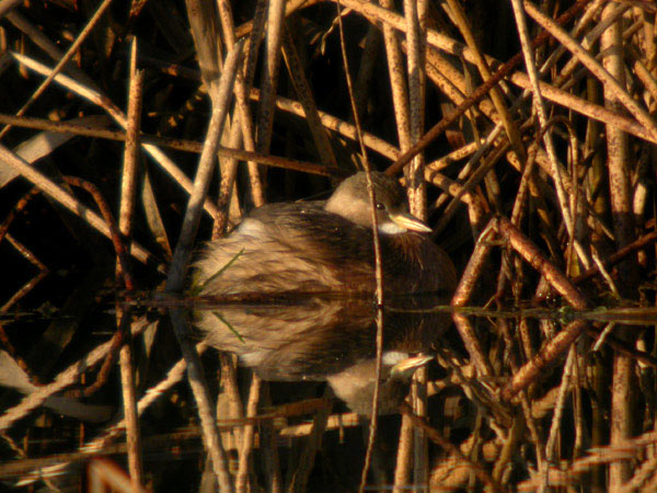 Smådopping (Tachybaptus ruficollis) Little Grebe