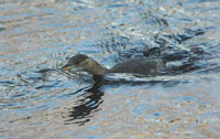 Smdopping (Tachybaptus ruficollis) Little Grebe