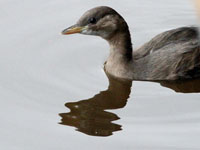 Smdopping (Tachybaptus ruficollis) Little Grebe